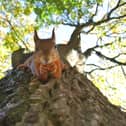 Red Squirrel Appreciation Day 2023: Do they still exist in the UK and where can I see them? 