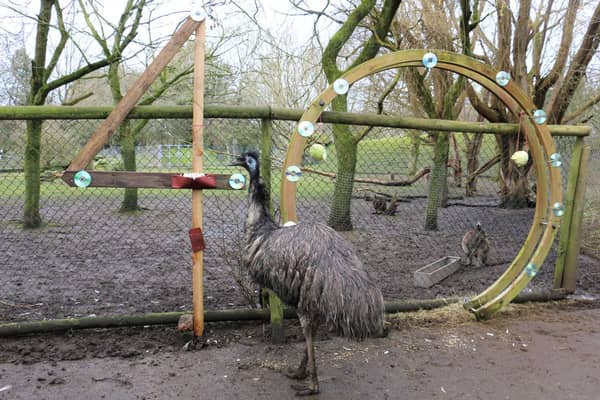 Ollie the emu turned 40 on Monday March 20, making him one of the oldest of his kind.