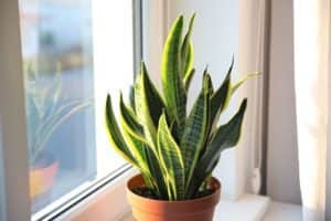 The Snake Plant is great if you’re looking for something low maintenancePhoto: Shutterstock