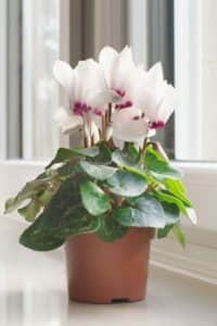 This easy to care for plant looks great on its own or alongside other plantsPhoto: Shutterstock
