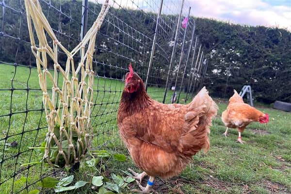 Some of Katriona Shovlin's chickens in Kent, who enjoy life at an all-inclusive chicken hotel - providing a five-star experience complete with disco balls and classical music