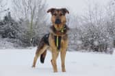Dog Trust Leeds' have issued important advice on keeping dogs safe this winter.