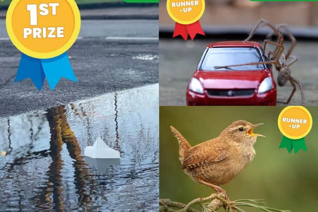 Previous winning and runners-up entries for the Nature Around Me Competition, run by First News in partnership with the National Trust