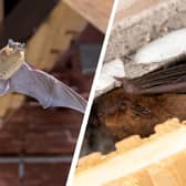Pipistrelle bat species are one of the more common ones to find inside
