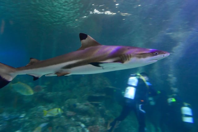 He's behind you - one of Skegness aquarium's five sharks keeping an eye on the divers.