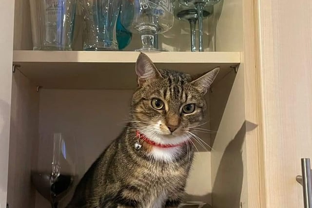 Mansfield Cat Rescue said: "Lucky is anything but! She's only young, aged just under two years, and has had so many homes already. She isn't cat or dog-friendly, she's a bit of a diva, but a very sweet cat in the right home."