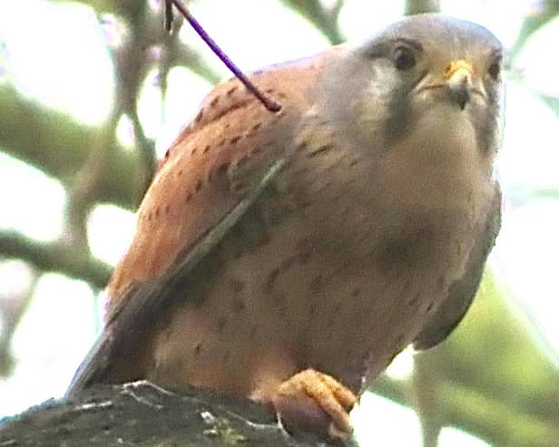 ​David Hodgkinson was in the right place at the right time to spot this kestrel in Bulwell Hall Park.