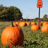Where are the best pumpkin patches in the East Midlands