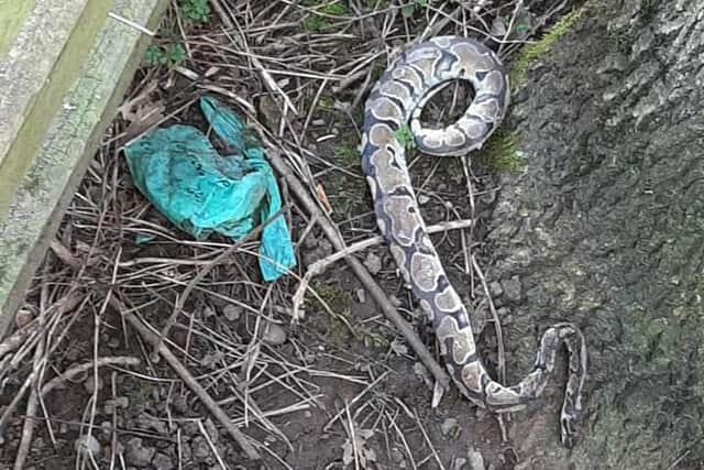 The python was found dead in Dob Park. Photo: Chantelle-Nicole Fisher