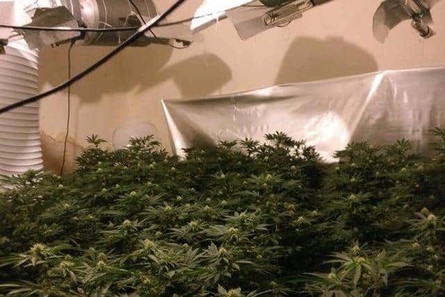 An image of a cannabis grow supplied by Nottinghamshire Police.
