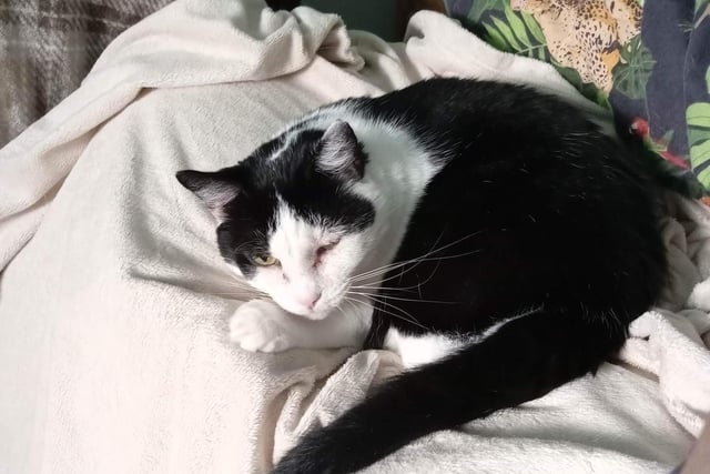The rescue says: "This sweet girl, aged about four years old, is looking for an experienced owner in a quiet home with no children. She would happily share it with another calm cat. Once she trusts you she is very loving, but is unsure of new people and loud noises, so will need time and patience."