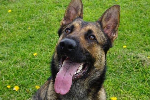 Police dog Quantum has been honoured for his bravery. Photo: Nottinghamshire Police