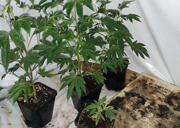 Some of the cannabis plants, which will be destroyed