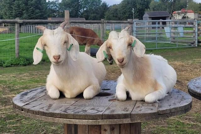 Matlock Farm Park has a wide selection of farm animals to get uo close with.