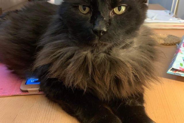 Mansfield Cat Rescue said: "This magnificent male is aged about eight years and came to us with many war wounds which have now healed. He is a little shy to begin with but soon learns to trust. He would like a cat-free home with no young children."