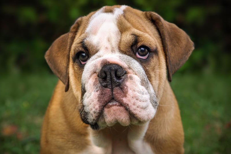 Bulldogs are one of the quietest breeds out there, spending a good deal of their time napping. They are also very loving and are content in smaller homes.