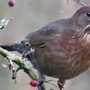 A cracking shot from David Hodgkinson shows a female blackbird feeding on hawthorn berries in Eastwood.