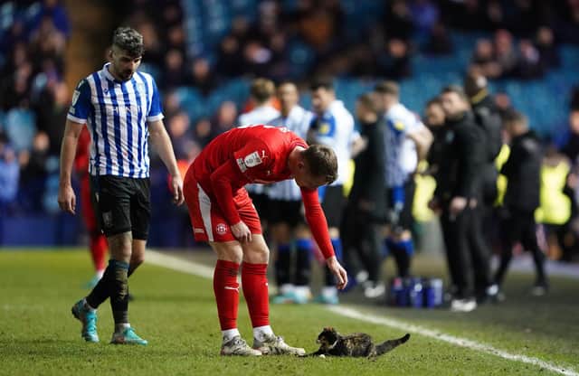 Wigan Athletic's Jason Kerr attempts to remove a cat from the pitch during the Sky Bet League One match at Hillsborough. Zac Goodwin/PA Wire.