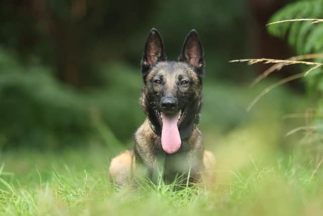 New police dog rocket sniffed out a burglary suspect in Hucknall. Photo: Nottinghamshire Police