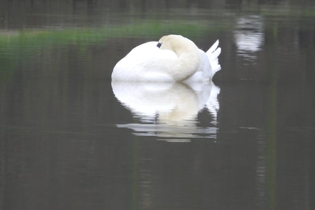 ​Regular contributor Ivan Dunstan has called this photo Sleeping Beauty, showing a swan grabbing 40 winks on the canal.