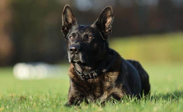 PD Tommy, a Dutch Herder / Belgian Malinois cross, joined the force in 2018 and is now retiring.