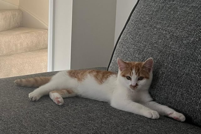 Mansfield Cat Rescue said: "Hugh is a reformed feral kitten, aged about five months. He somehow got himself lost from his family and found himself alone in a garden. He's a shy boy, but very playful and would love a home with another young playful cat."