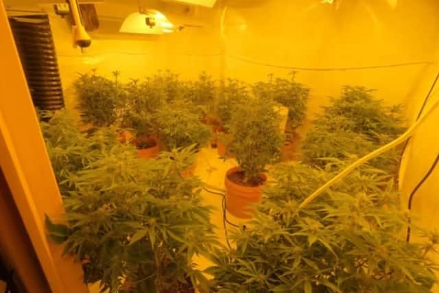 The large cannabis grow was discovered during a police raid on a Bestwood property
