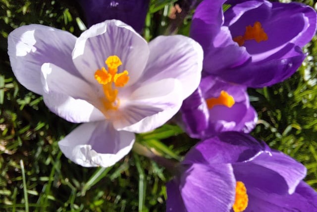 ​​Andy Eyre was in the right place at the right time to snap this colourful close-up of crocuses.
