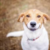 These are some of the breeds of dogs that tend to have happy dispositions.