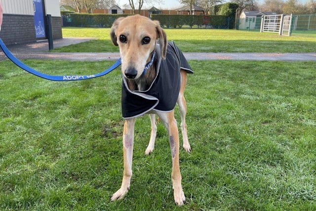 Meet Perry, a shy male Lurcher who needs a bit of company. The three year old is looking for a home which may have a a female dog to help build his confidence and bring him out of his shell.
Perry needs an experienced dog owner who understands that he will need a lot of time to settle in to his new home. He needs training in all areas and the RSPCA have advised he is not left alone for long periods.
Once Perry knows and trusts you, he has a cheeky personality and is very affectionate and loving. He may live with dogs but cannot live with cats
He may live with kind secondary school age children. https://rspca-radcliffe.org.uk/animal/Perry/
