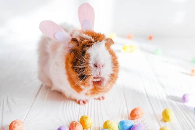 Keeping your pets safe at Easter