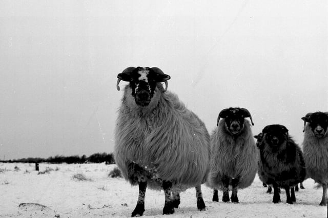 A sheep braves the snow at Boll-o-Bere Farm, at Balerno, in January 1963.