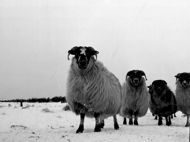 A sheep braves the snow at Boll-o-Bere Farm, at Balerno, in January 1963.