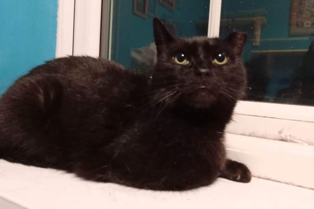 Shy Lucille, aged about six, is a stray who came to the rescue after her feeder died. The rescue said: "She is starting to trust and come for fusses, but will need time and patience in a new home. Happy to live with other cats and older, sensible teenagers."