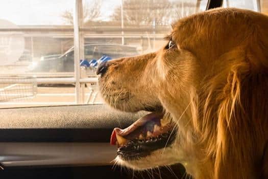 The RSPCA warns dogs can die in hot cars.