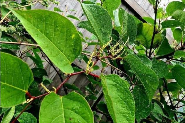 Homeowners are warned to watch out for signs of Japanese knotweed