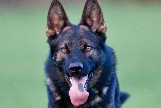 RIP Nottinghamshire police dog Razor.