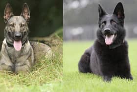 PD Night and PD Vega are now primed and ready for action after completing an arduous 13-week training process with their handlers.