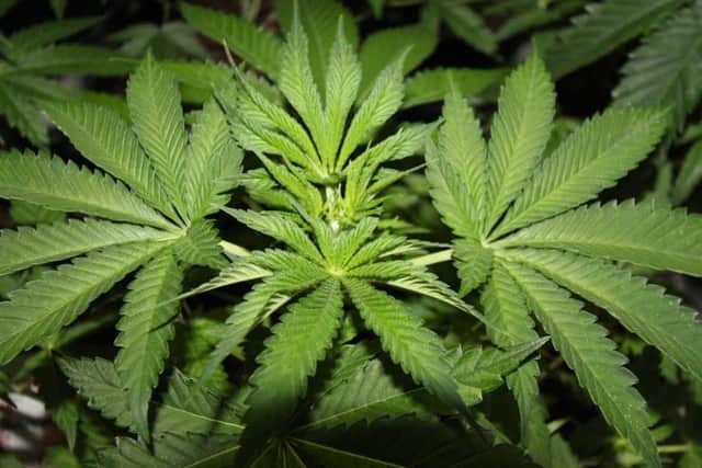 A large haul of cannabis plants has been seized by police in Hucknall