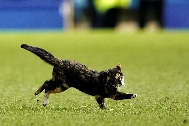 A cat managed to get into Hillsborough last night (without paying!) and decided to have a runround on the pitch during Sheffield Wednesday's match against Wigan Athletic
