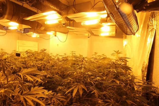 Cannabis plants worth an estimated street value of around £60,000 were seized from a property in Bulwell