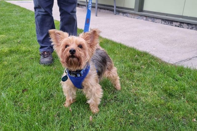Meet Ruby, a 10-year-old Yorkshire Terrier. This sweet-natured girl is looking for somebody who is home most of the time as this is what she’s used to. Her previous owner sadly passed away meaning Ruby is looking for somewhere new to call home. Ruby could be re-homed with a calm natured dog, however she wouldn’t appreciate anything too boisterous. She walks well on the lead and could offer somebody lots of love and companionship. She may be able to live with calm dogs. She has no history of living with cats, but may be able to live with secondary school age children. See: https://rspca-radcliffe.org.uk/animal/ruby
