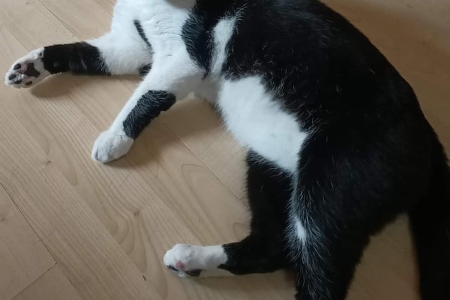 Mansfield Cat Rescue said: "'Herman is another lost boy, aged about three-four. Very affectionate and talkative, he would be happy in a home with other cats and with children."