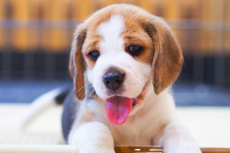 The American Kennel Club describes the Beagle as "happy-go-lucky, merry, and friendly" and their naturally smiley faces reflect their usual mood. When they are happy, like most dogs, they will wag their tail - but when a Beagle is really happy they will wiggle their entire body.