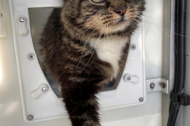 Mr Pebbles is a sweet cat who could live with other cats or a cat-friendly dog in his new home. He can be a little quiet at first, but once he is familiar with people, he loves a head tickle and a fuss.