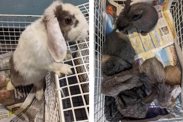 The rabbits are now being looked after at the RSPCA rescue centre