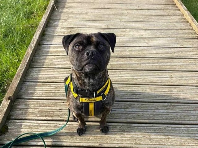 An amazing, very sweet boy with lots of love to give and a wonderful toy box obsession, meaning he would love a home stocked full of fun toys. While he can be a bit timid at times, he is an absolute fan of cuddles from his favourite people and is looking for a calm, patient family who can reassure him. He loves his walks and can even have walking friends out and about, though he needs to be the only dog in the home (though he can live safely with small, caged furries!). Rocco is looking for a quiet home that can include older secondary school-aged children.