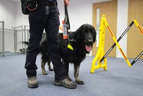 Trainee guide dog Ned at Guide Dogs' Nottingham office.