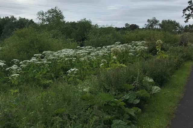 Giant hogweed growing alongside a road. People are being warned to steer clear of the poisonous plant