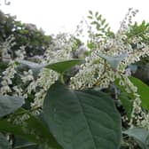 Throwing away Japanese knotweed with your garden waste could land you a hefty fine
